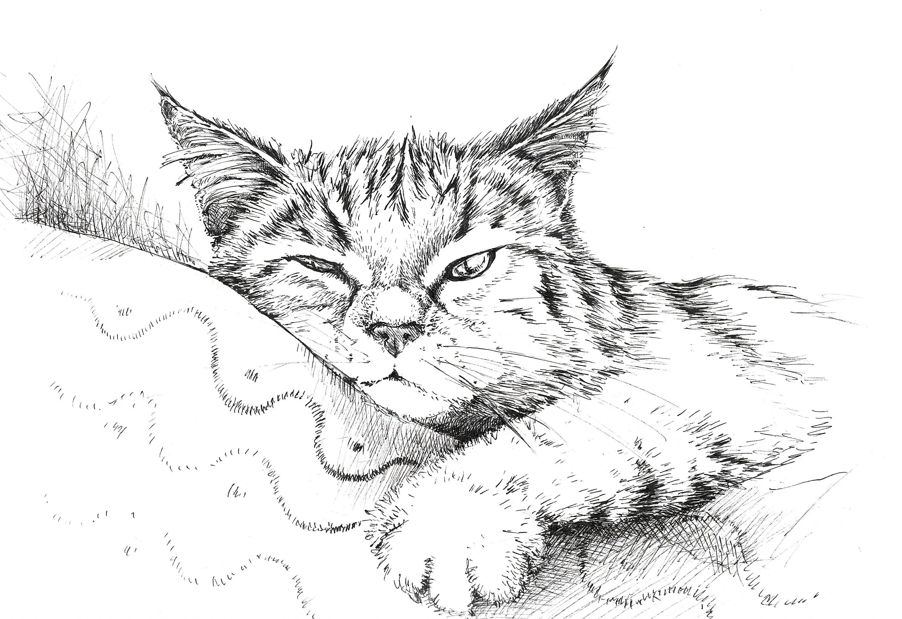 sketch-of-cat-in-ink-black-and-white-cat-drawing-black-and-etsy-ireland