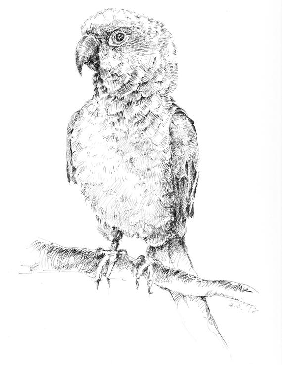 Bocetos de aves arte de la pluma original arte de pájaro - Etsy México Bocetos de aves arte de la pluma original arte de pájaro - Etsy México
