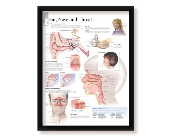 Ear Nose and Throat Wall Decor Poster and Frame - Etsy