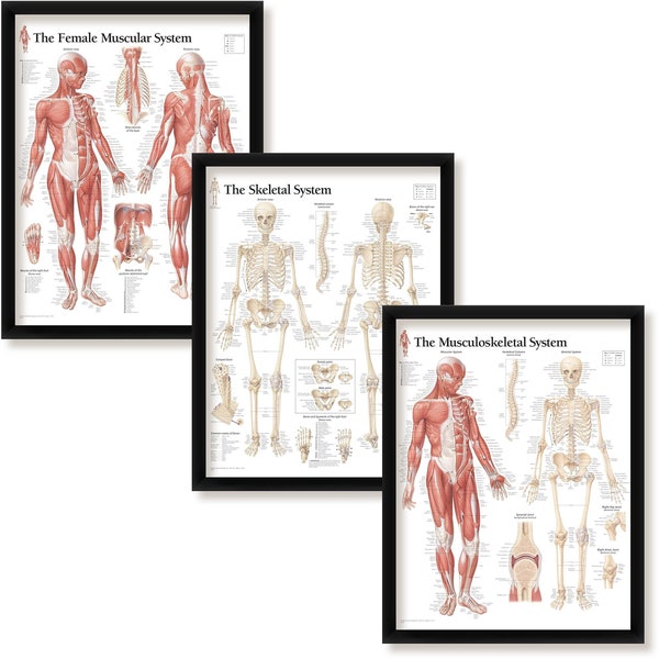 Skeletal X Muscular System Poster Etsy