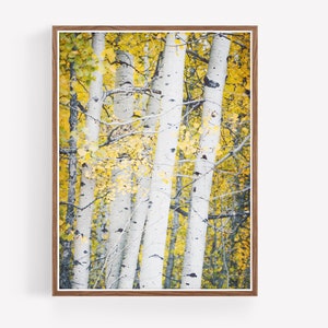 Digital Download - Quaking Aspens - Nature Prints - Printables - large wall art - livingroom wall art - rustic decor - landscape wall art