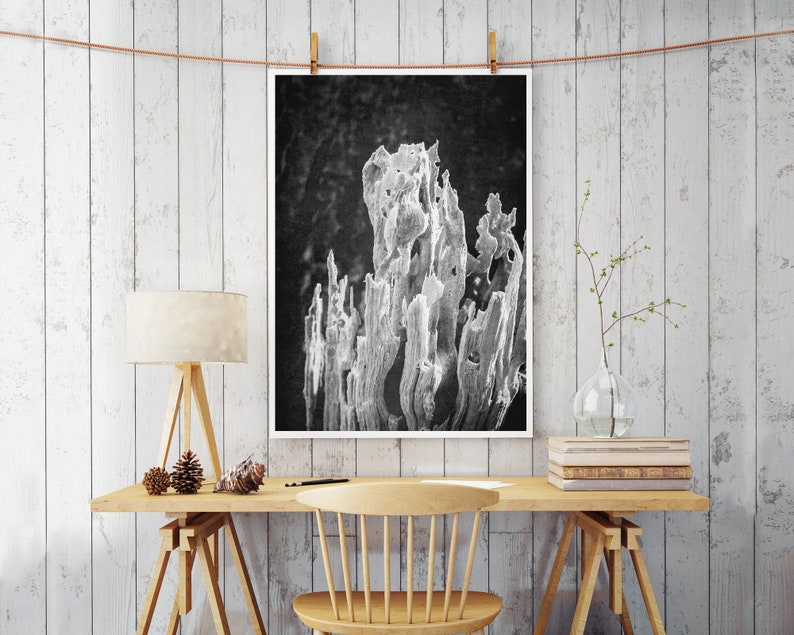 Black and White Nature Photography Rustic Decor Instant Download Art Printable wall art Digital art Farmhouse Decor Cabin Decor image 2