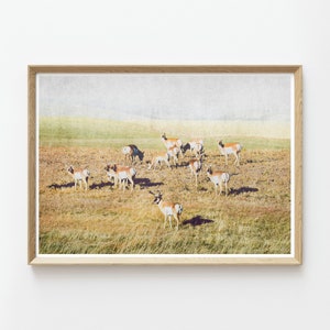 Pronghorn Herd Wall Art Antelope Wildlife Antlers Landscape Prints Instant Download Prints Animals Montana Boho Wall Art image 1