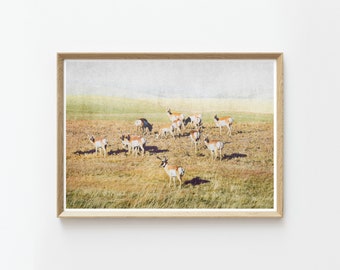 Pronghorn Herd Wall Art | Antelope | Wildlife | Antlers | Landscape Prints | Instant Download Prints | Animals | Montana | Boho Wall Art