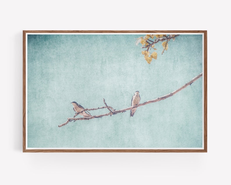 Swallows Wall Art Nature Photography Rustic Wall Art Swallows Birds Nature Prints Large Wall Art Instant Download Prints zdjęcie 4