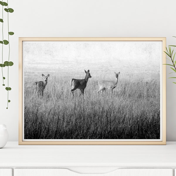 Printable Deer Wall Art | Black and White Photograph | Deer Wall Art | Nature Photography | Instant Download Print | Large Wall Art Prints