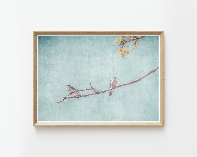 Swallows Wall Art Nature Photography Rustic Wall Art Swallows Birds Nature Prints Large Wall Art Instant Download Prints zdjęcie 1