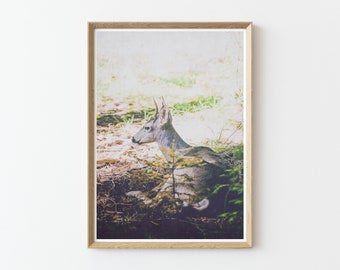Deer Photography Wall Art | Yosemite National Park | Large Wall Art | Instant Download Prints | Nature Prints | Deer | Wildlife | Boho Print