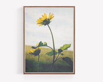 Wild Sunflower Printable Wall Art - Sunflower Print - Botanical wall art - boho decor - farmhouse decor - Rustic Decor - Flower - Nature