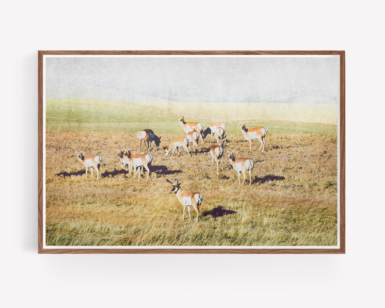 Pronghorn Herd Wall Art Antelope Wildlife Antlers Landscape Prints Instant Download Prints Animals Montana Boho Wall Art image 4