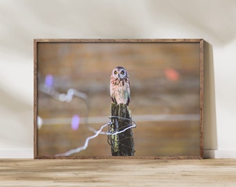 Little Owl Photography Print - Printable Wall Art - Digital Download - Rustic Decor - Western Decor - Western Wall Art - Boho Decor - Nature