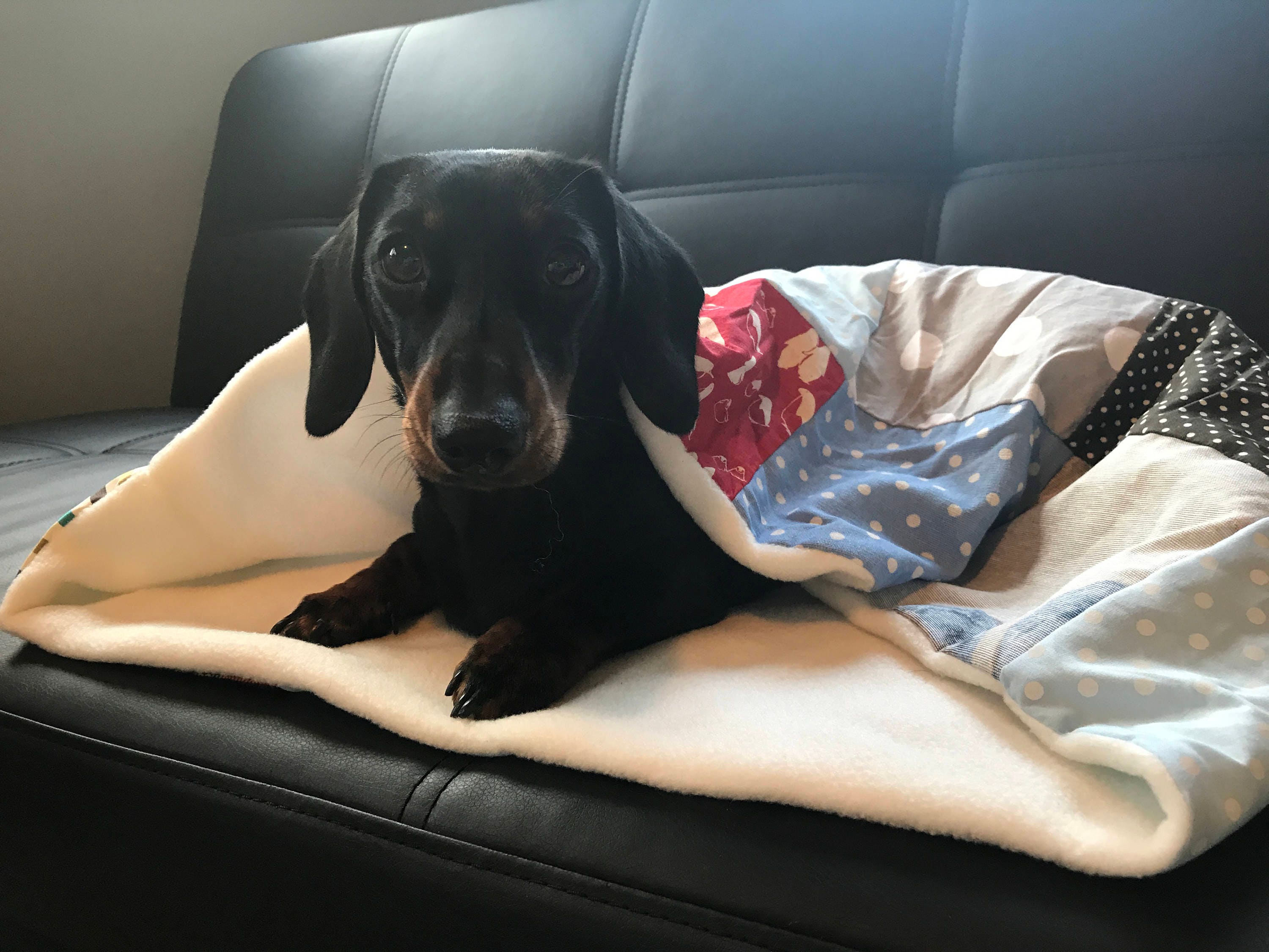 small dog snuggle sack