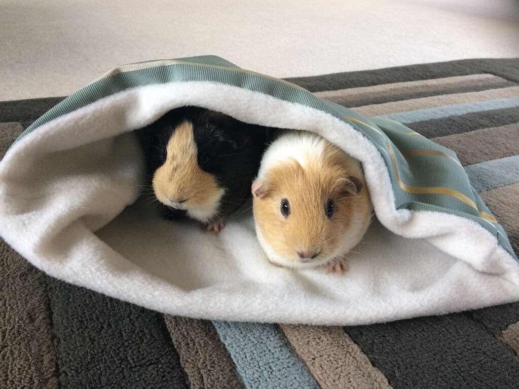 guinea pig blanket