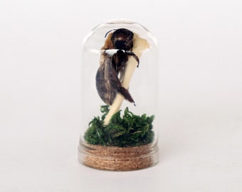 Tiny Terrarium | Oddities & Curiosities