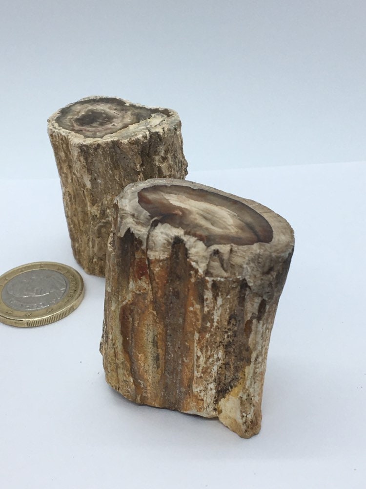 Morceaux de Bois Fossiles , Pétrifiés .. Magnifiques Pièces Tronc D Arbre Brut et Polis Soin Collect