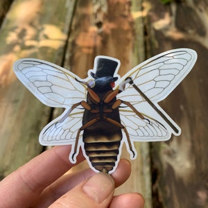 Dapper Cicada Vinyl sticker