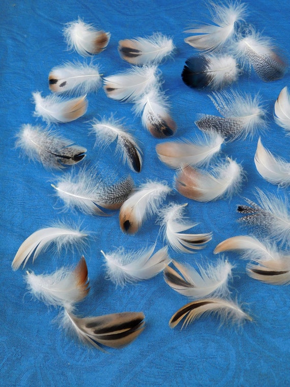 Duck Feather Assortment/cruelty Free Feathers/humane Craft