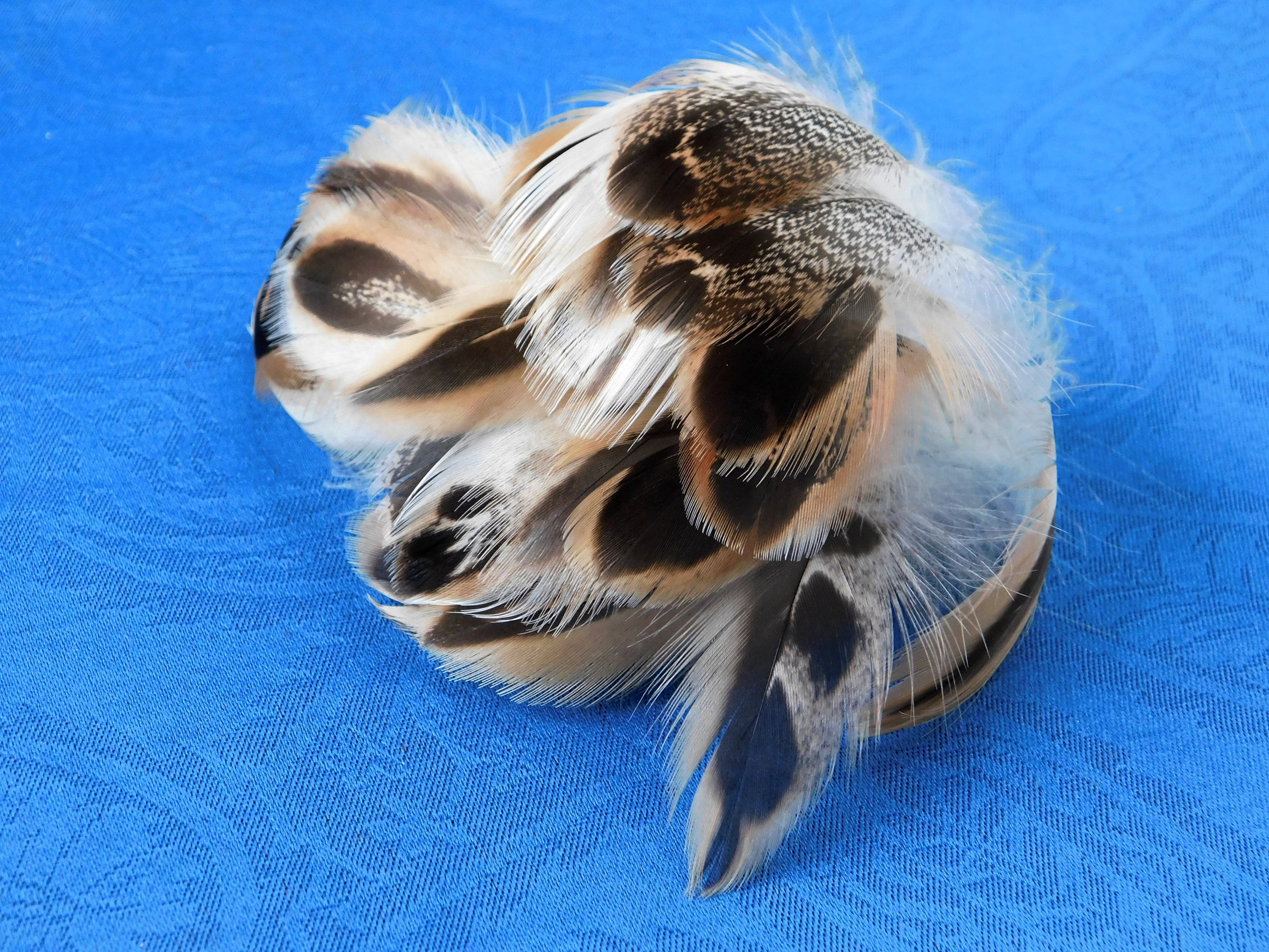 4 in. Spotted Duck Feathers/Cruelty Free Feathers/Humane Craft Etsy