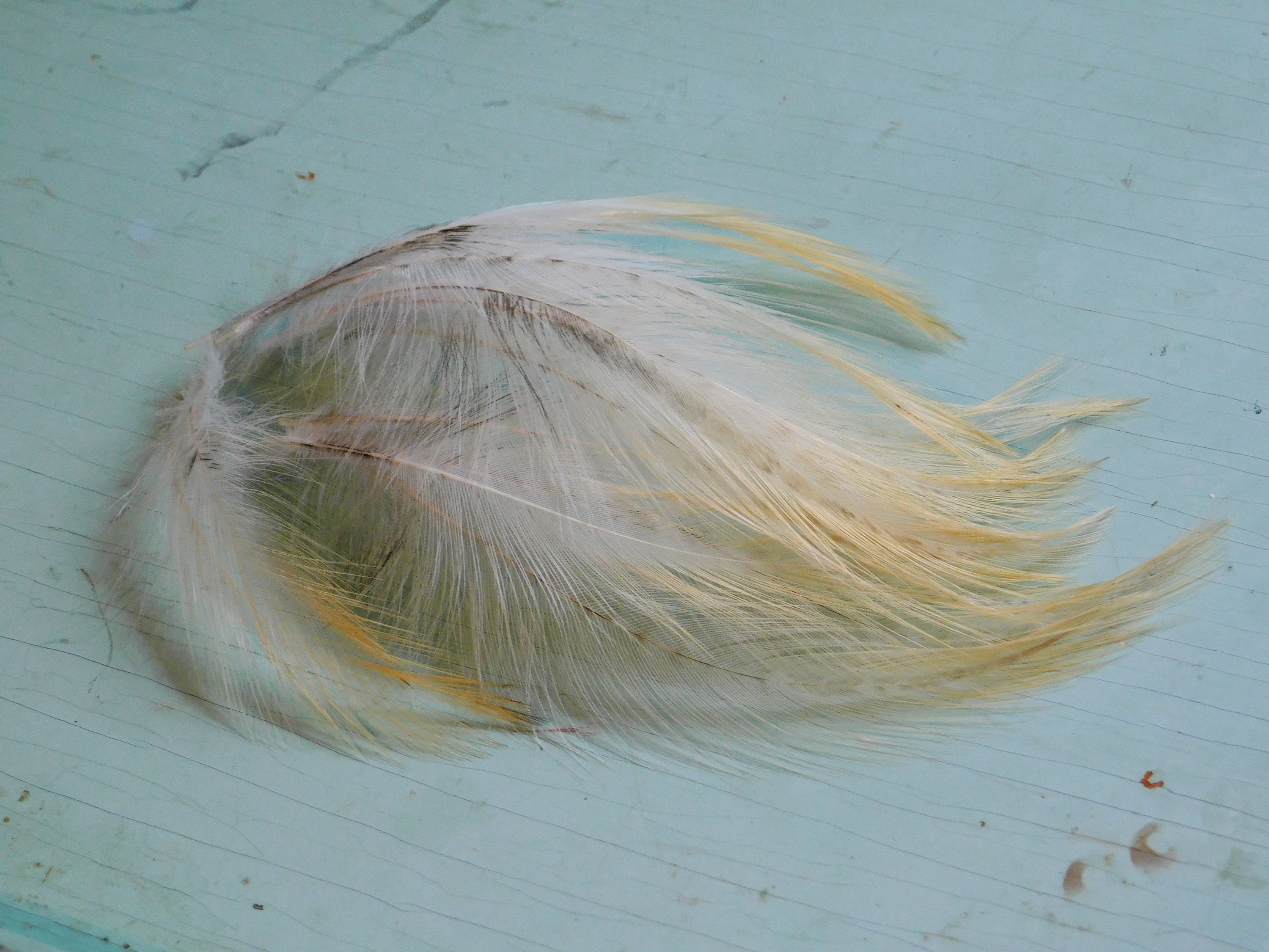 Craft Feathers, Feathers for Crafts
