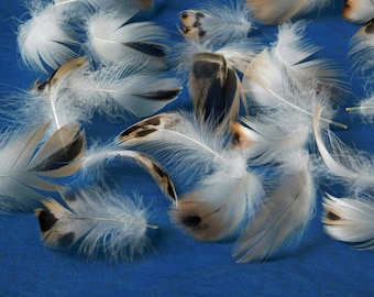 Duck Feather Assortment/Cruelty Free Feathers/Humane Craft Feathers/Feathers for Crafts/Feathers for Hats/Feathers for Hair/Fly Tying/30 ct.