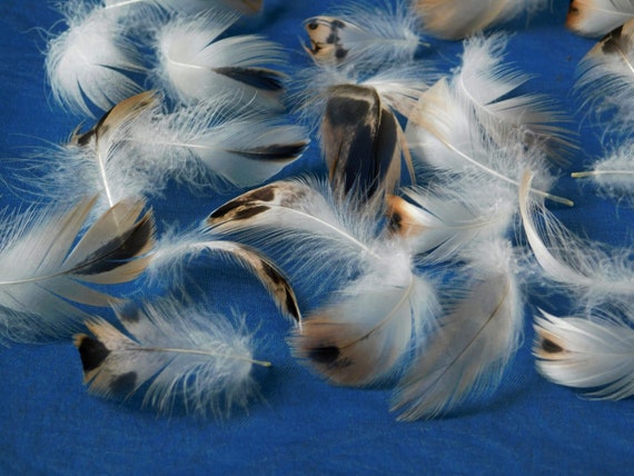 Duck Feather Assortment/cruelty Free Feathers/humane Craft Feathers/feathers  for Crafts/feathers for Hats/feathers for Hair/fly Tying/30 Ct. 