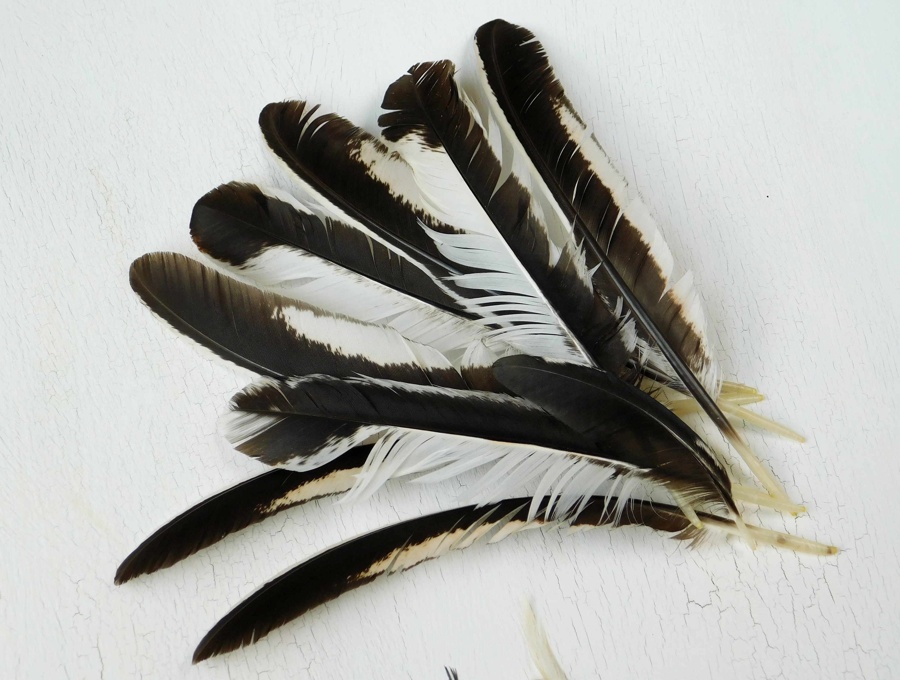 Duck Feather Assortment/cruelty Free Feathers/humane Craft Feathers/feathers  for Crafts/feathers for Hats/feathers for Hair/fly Tying/30 Ct. 