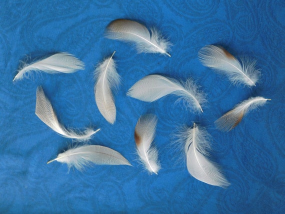 4-5 In. Silver Speckled Duck Feathers/cruelty Free Feathers/humane