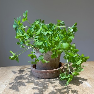 May include: A parsley plant in a terracotta pot, with bright green leaves cascading outwards. The pot and saucer are weathered, sitting on a wooden surface. The image is well-lit, showing the plant's texture and colour.