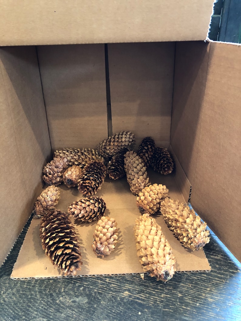 Pine Cones, Colorado Blue Spruce Pine Cones, Spruce Pine Cones, Pinecones image 2