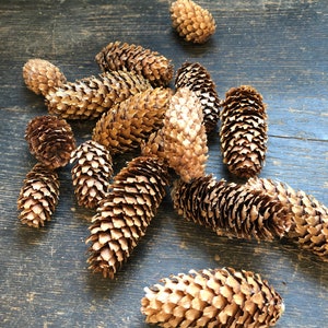 25 Pinecones - 3-7 Skinny Pine Cones - Supplies - Decor - Long Pinecones