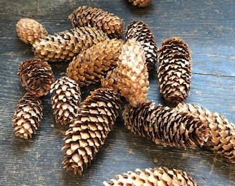 Pine Cones, Colorado Blue Spruce Pine Cones, Spruce Pine Cones, Pinecones