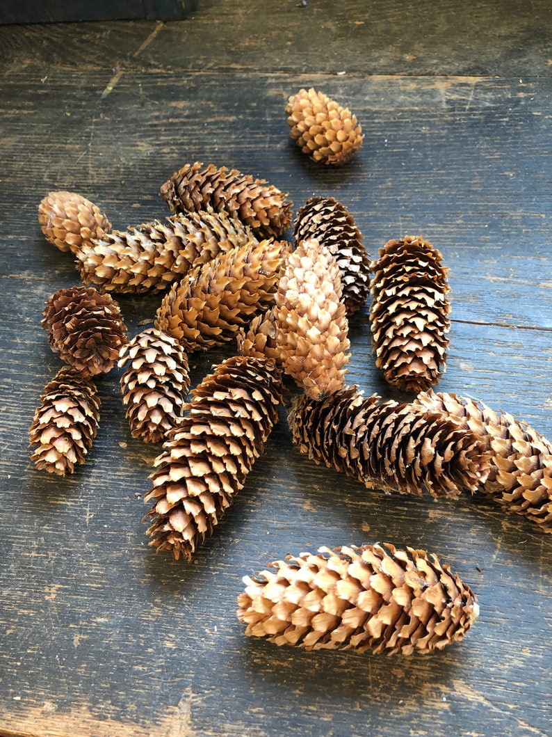 Pine Cones, Colorado Blue Spruce Pine Cones, Spruce Pine Cones, Pinecones image 1