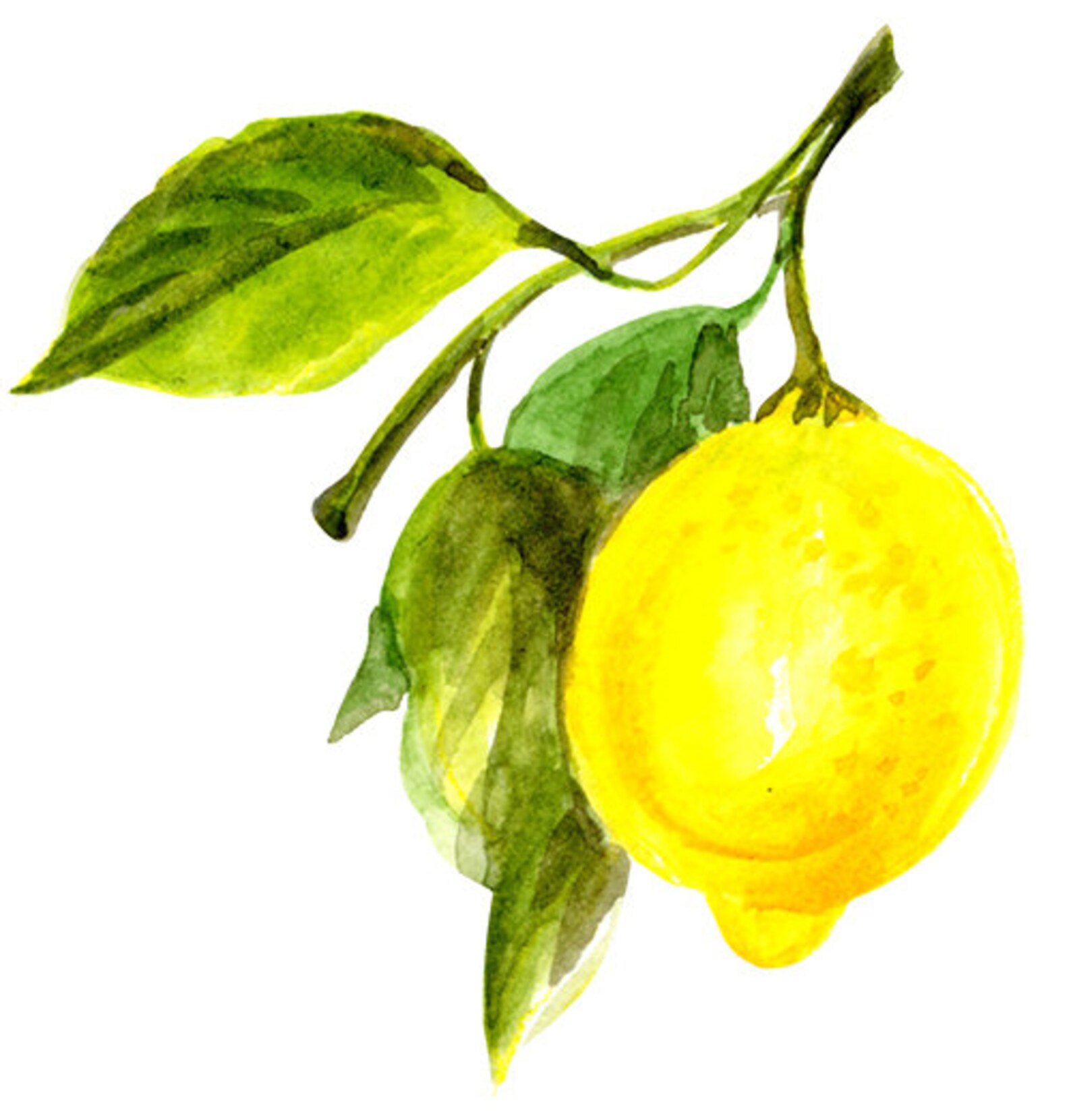 Instant Digital Download Lemon Art Set Lemon Painting Lemon | Etsy
