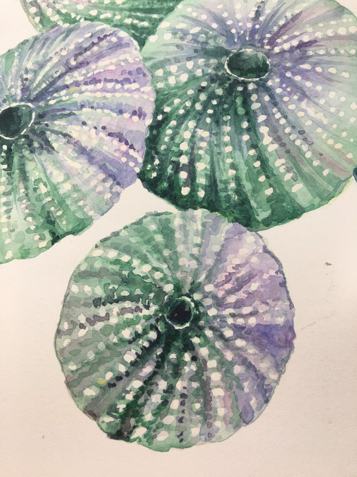 Sea Urchin Shells Green Urchin Watercolor Painting Nautical Etsy
