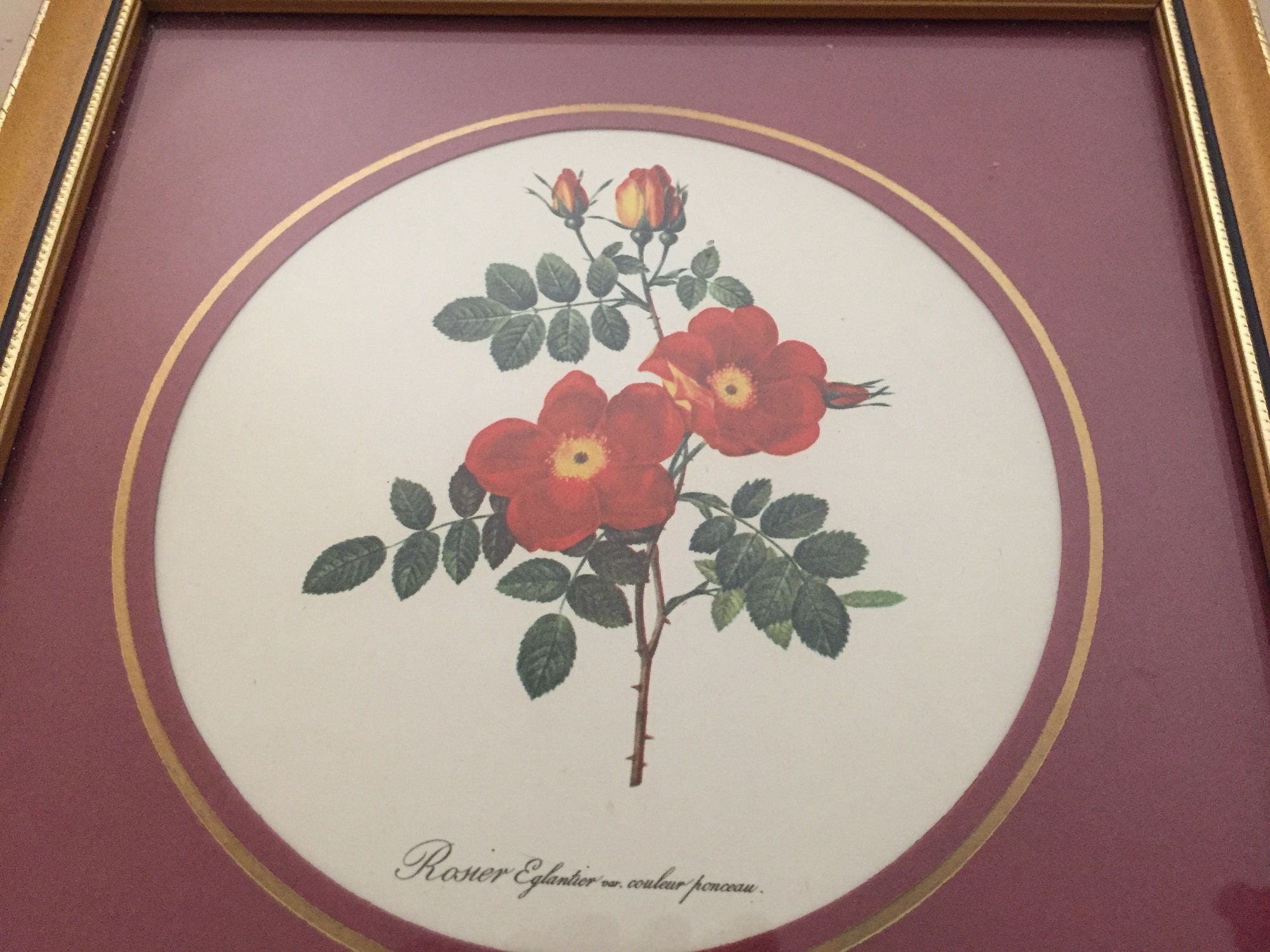 Vintage Botanic Print of Red Rose by Manuscript Ltd. Made in Britain ...