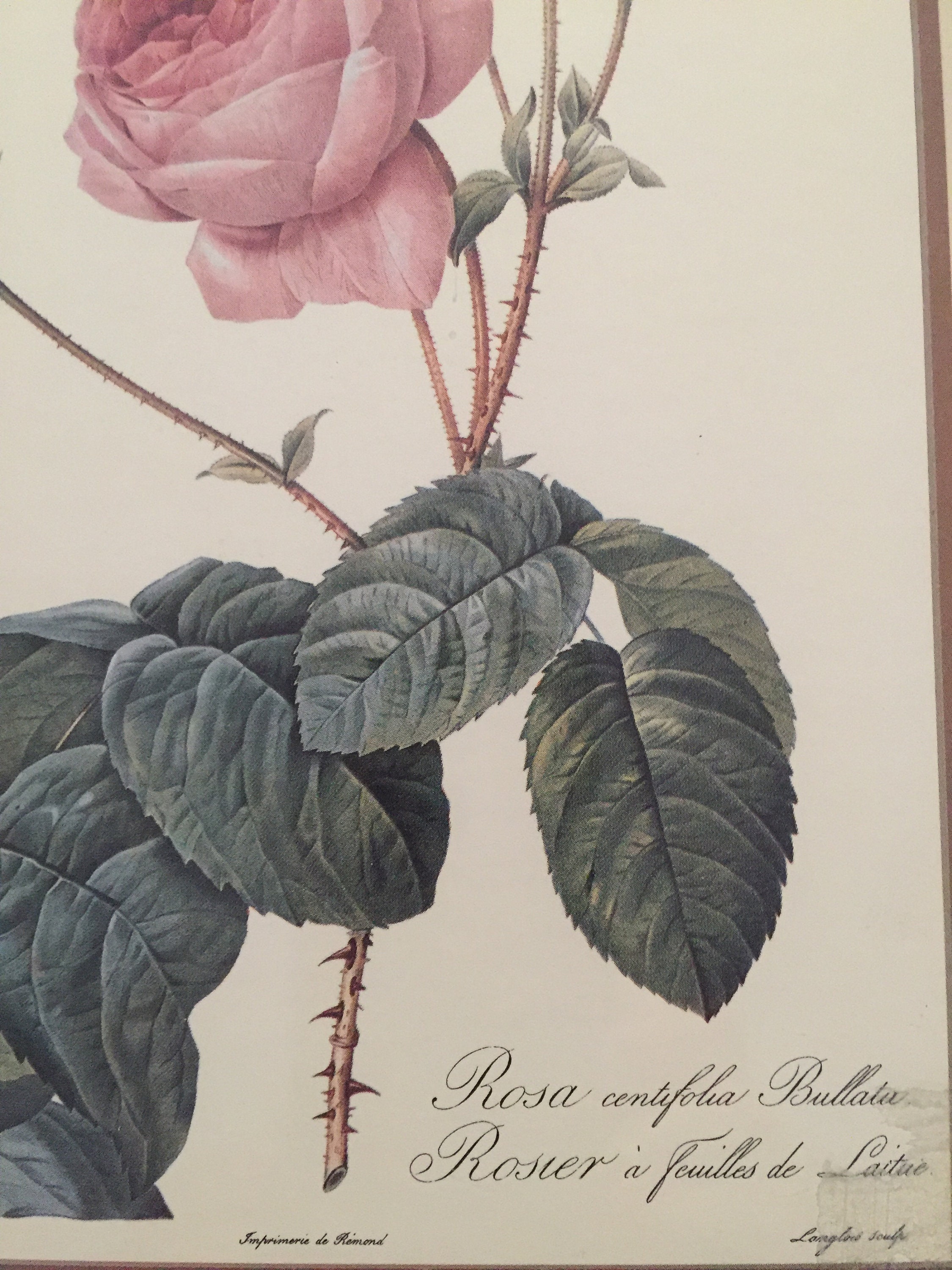 Vintage Botanic Print of Pink Rose in Gold Tone Metal Frame | Etsy