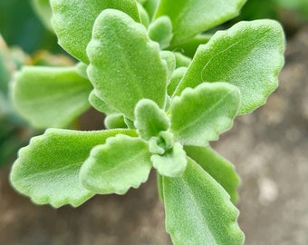 Vicks plant, plectranthus hadiensus tomentosa, trailing succulents, cuttings available, aromatic