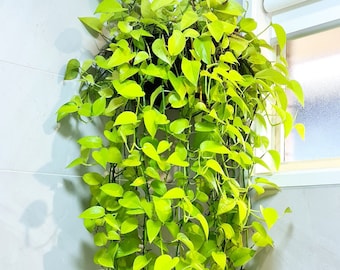 Neon Pothos, Goldilocks 'epipremnum aureum' trailing plant, indoor easy care plant, cuttings, posted