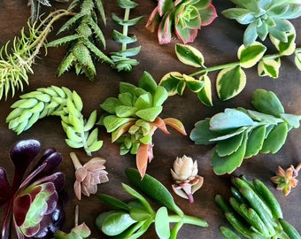 Succulents box, pick box, colourful succulent cuttings, no repeats, live plants, Express Delivery, boxed, gift box