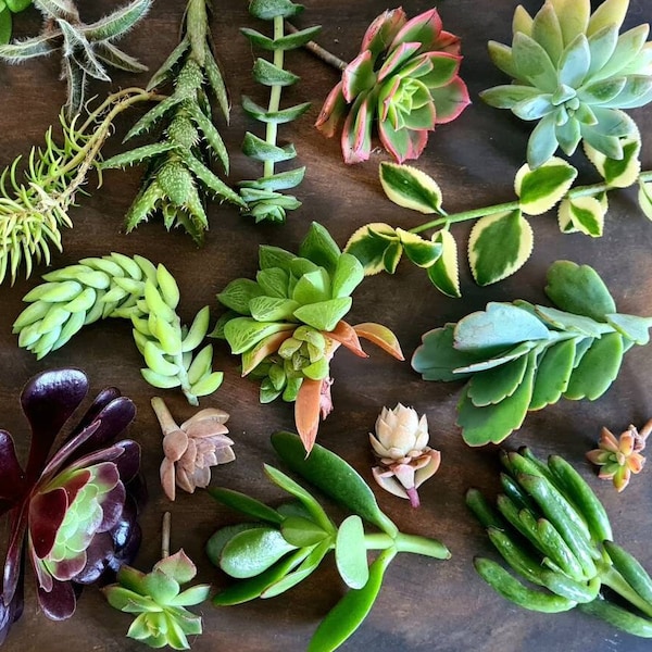 Succulents box, pick box, colourful succulent cuttings, no repeats, live plants, Express Delivery, boxed, gift box