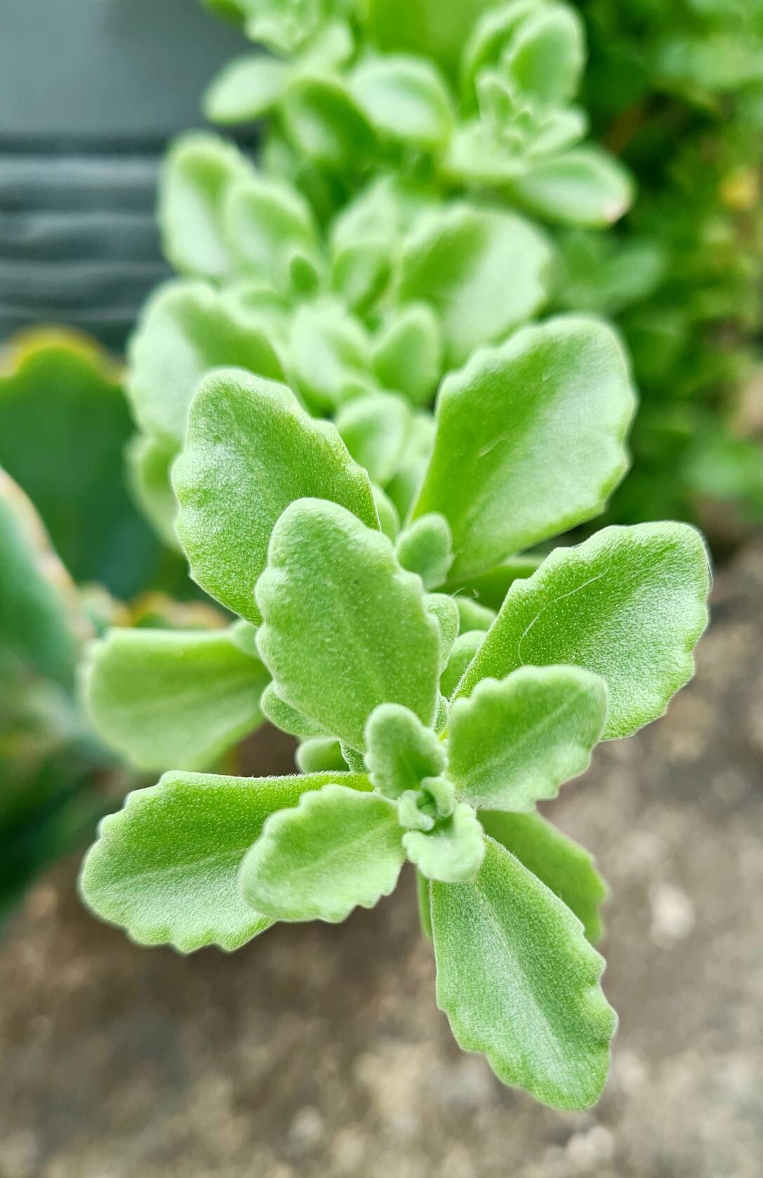 Vicks Plant, Plectranthus Hadiensus Tomentosa, Trailing Succulents
