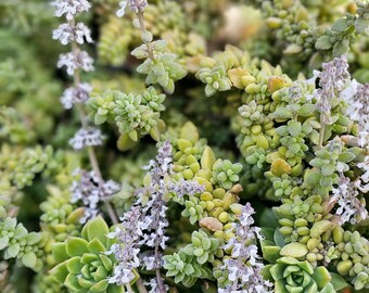 Vicks plant, plectranthus hadiensus tomentosa, trailing succulents, cuttings available, aromatic