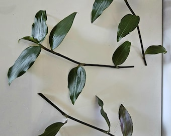 Tradescantia Green Hill, cuttings delivered to your door