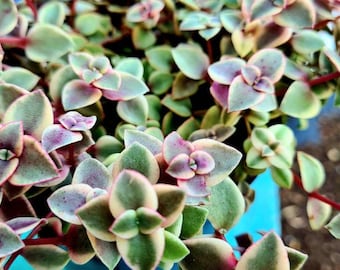 Crassula Calico Kitten, Crassula pellucida variegata, pink succulents, easy care