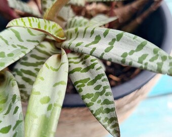 Silver Squill, Ledebouria socialis, live plants, succulent Planters