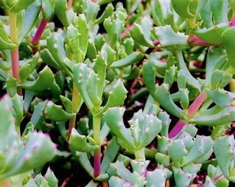 Kalanchoe pink ice, cuttings, easy care succulents