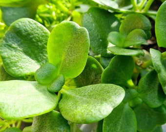 Fairy Crassula Succulent Cuttings: Easy Care Mat Forming Plant