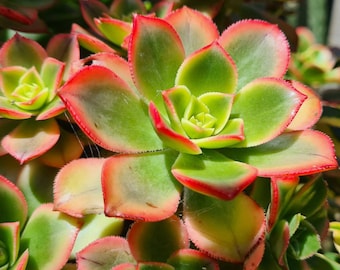 Aeonium Kiwi, live plants, cuttings, beautiful, Aeonium, cuttings