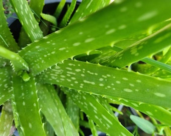 Organic Aloe Vera Plant: Medicinal 'Wonder Plant' posted to your doorstep