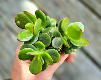 Jade Money Tree Cuttings: Easy Care Succulent